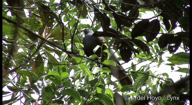 New Caledonian Imperial-Pigeon - ML201339941
