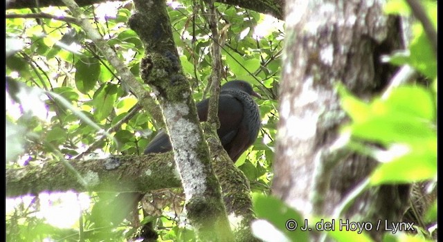 New Caledonian Imperial-Pigeon - ML201339951