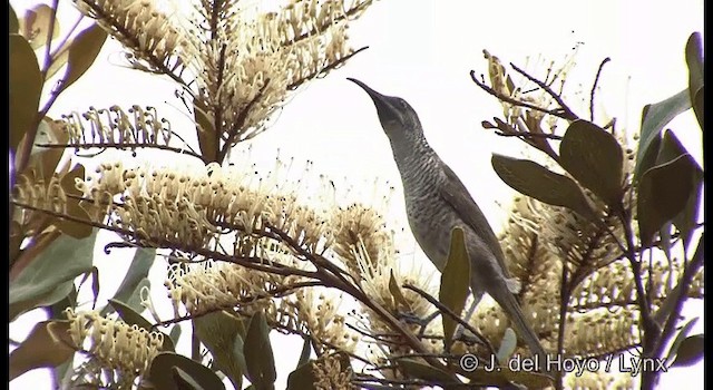 Barred Honeyeater - ML201340041