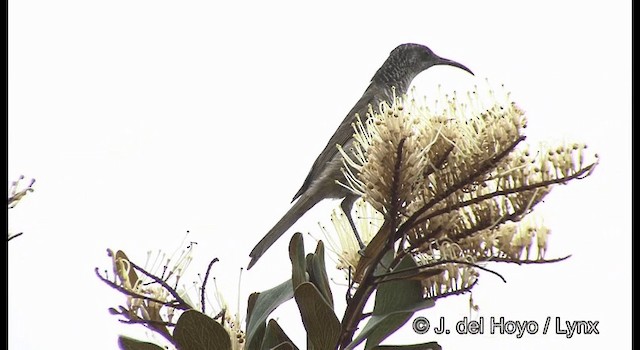 Barred Honeyeater - ML201340051