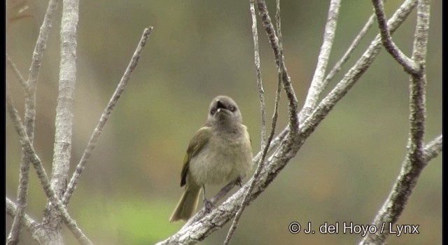 Dark-brown Honeyeater - ML201340071