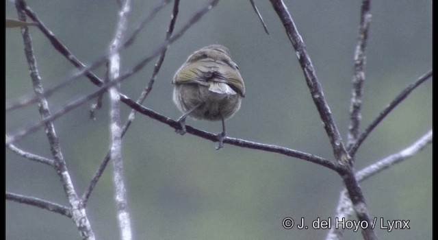 Dark-brown Honeyeater - ML201340081