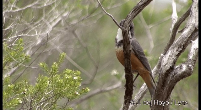 Rufous Whistler - ML201340151