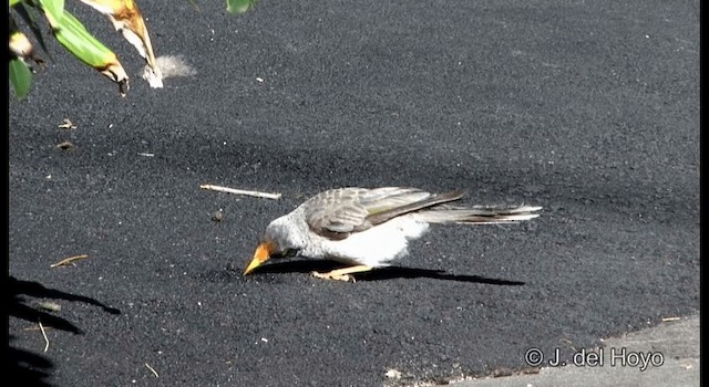 Noisy Miner - ML201340161