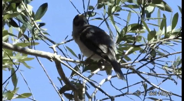 Noisy Miner - ML201340171