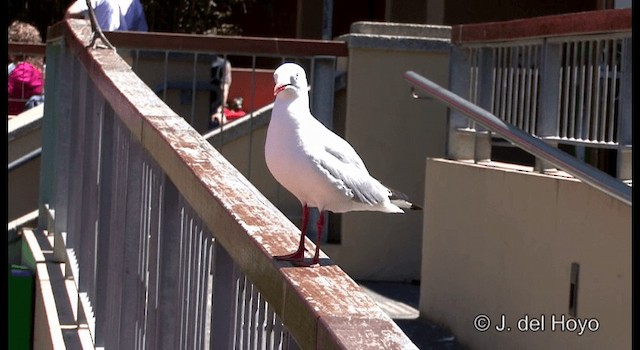 australmåke (novaehollandiae/forsteri) - ML201340181