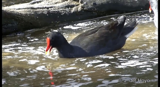 Dusky Moorhen - ML201340191