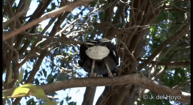 Pied Currawong - ML201340231
