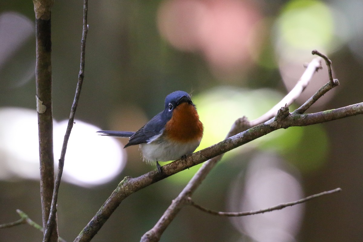 Melanesian Flycatcher - Tommy Pedersen