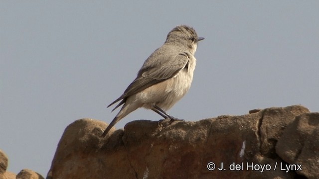 Persian Wheatear - ML201340311