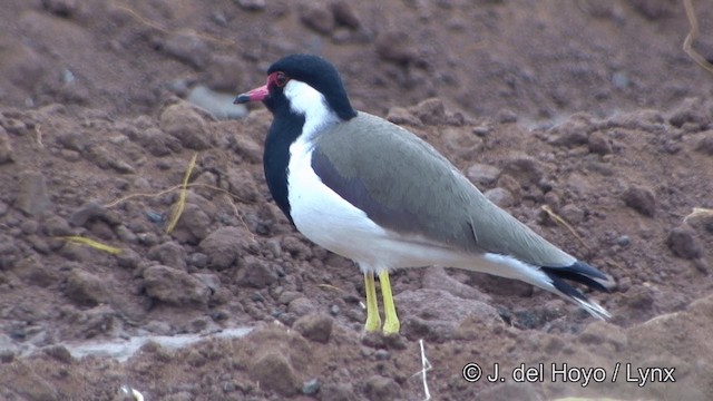 Red-wattled Lapwing - ML201340471