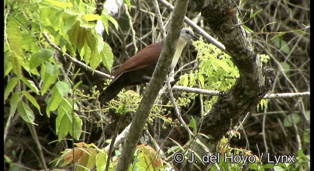 Wetar Ground Dove - ML201340531