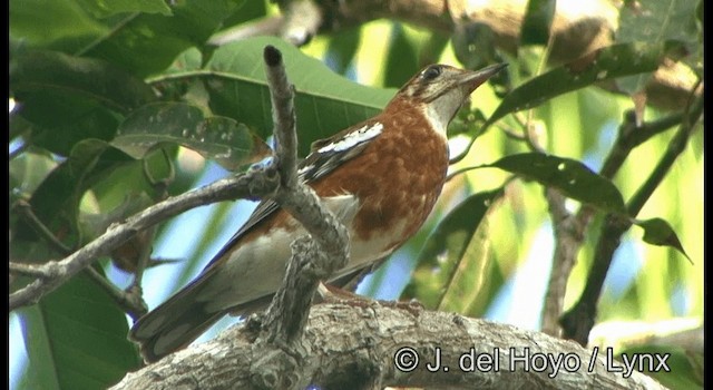 チモールジツグミ - ML201340571