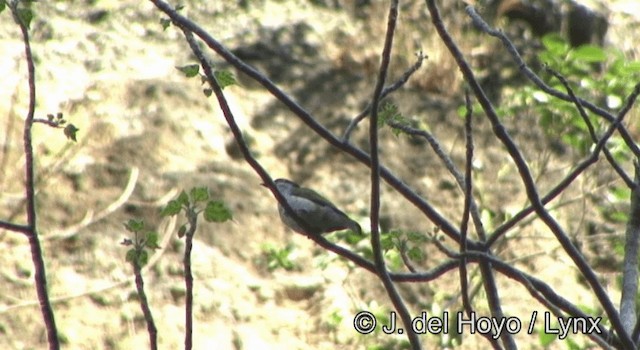 Wetar Figbird - ML201340601