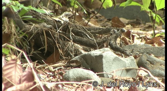 Wetar Ground Dove - ML201340681