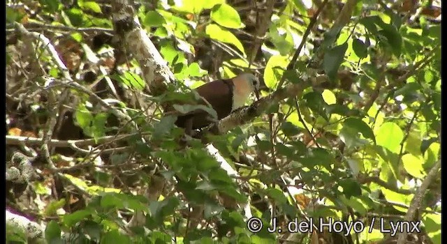 Wetar Ground Dove - ML201340691