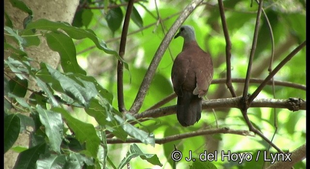 Wetar Ground Dove - ML201340701