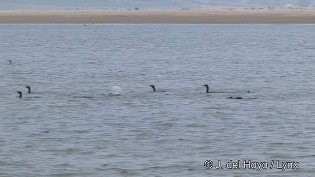 Little Cormorant - ML201340891