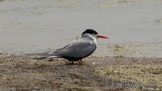 Charrán Ventrinegro - ML201340971