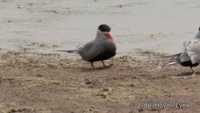 Charrán Ventrinegro - ML201340981