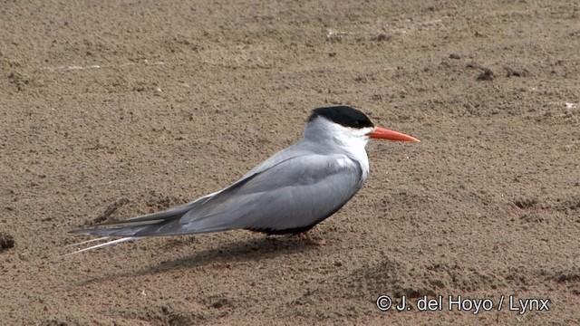 Charrán Ventrinegro - ML201340991