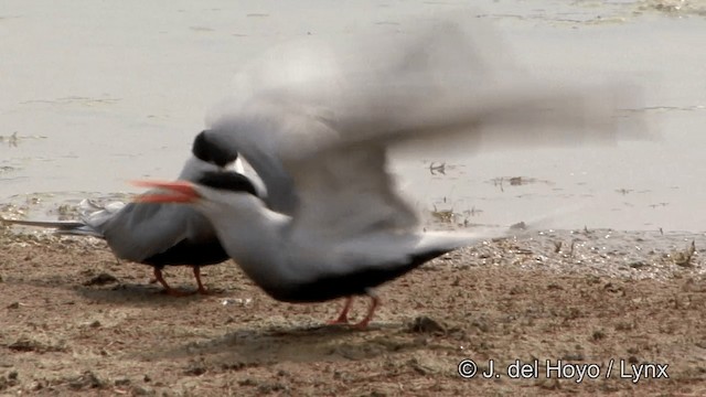 Charrán Ventrinegro - ML201341001