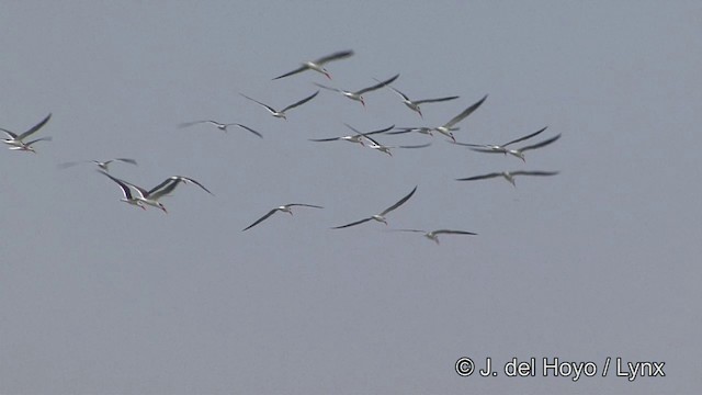 Indian Skimmer - ML201341121