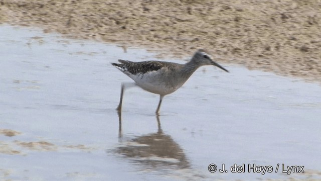 Wood Sandpiper - ML201341161