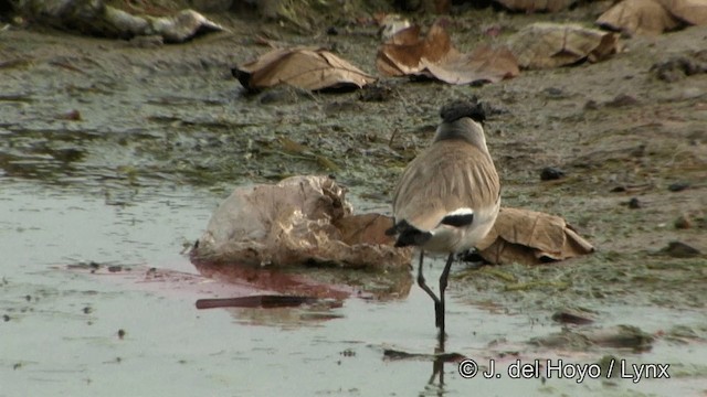 River Lapwing - ML201341221