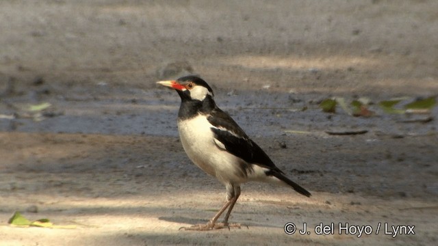 印度鵲椋鳥 - ML201341281