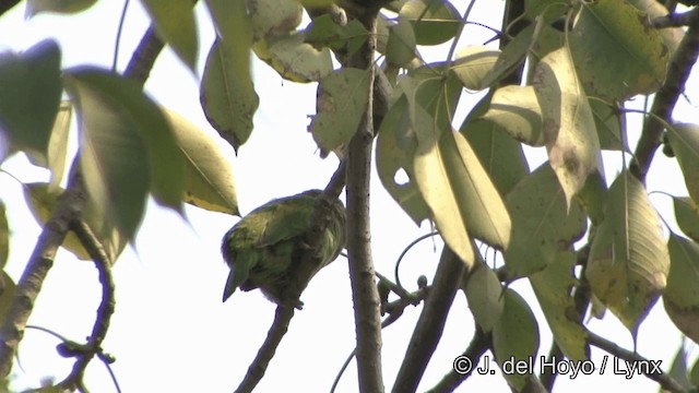 Brown-headed Barbet - ML201341291