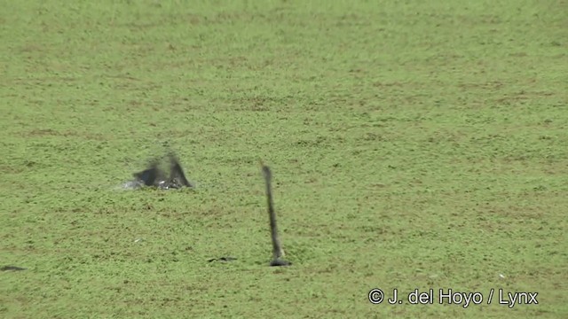 Orient-Schlangenhalsvogel - ML201341351