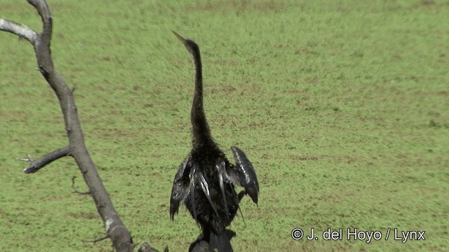 Orient-Schlangenhalsvogel - ML201341361
