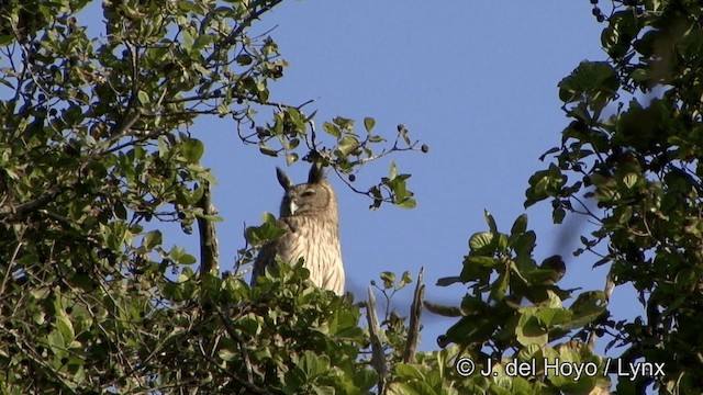 Dusky Eagle-Owl - ML201341411