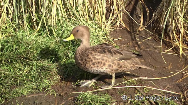 Yellow-billed Pintail (South Georgia) - ML201341631