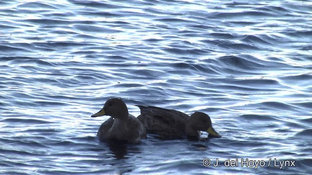 Yellow-billed Pintail (South Georgia) - ML201341751