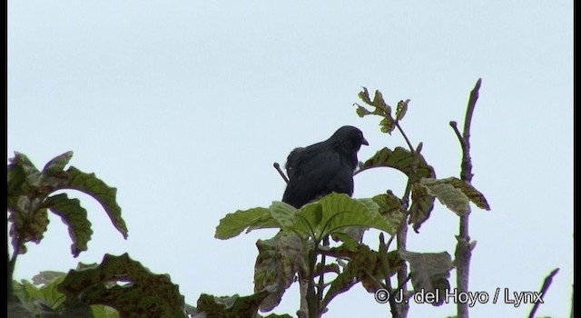 Striated Starling - ML201342061