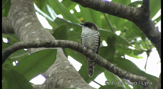 Cuclillo Broncíneo (layardi) - ML201342111