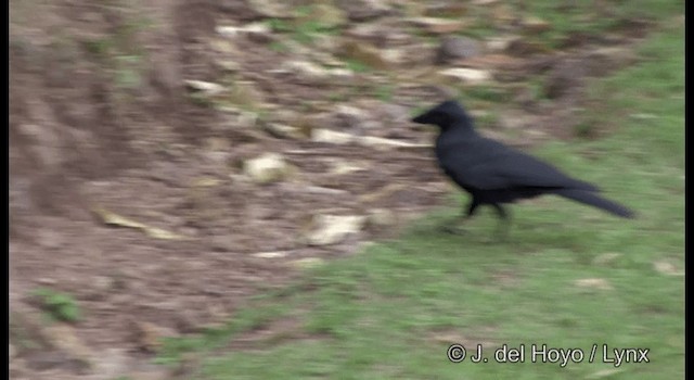 Corbeau calédonien - ML201342181