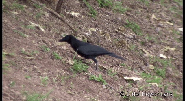 Corbeau calédonien - ML201342191