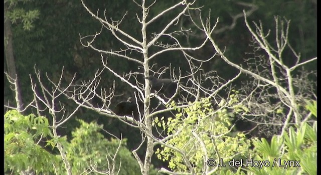 New Caledonian Crow - ML201342201