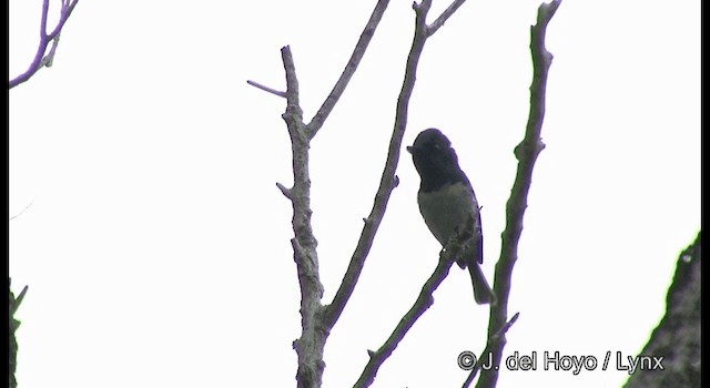 Melanesian Flycatcher - ML201342241