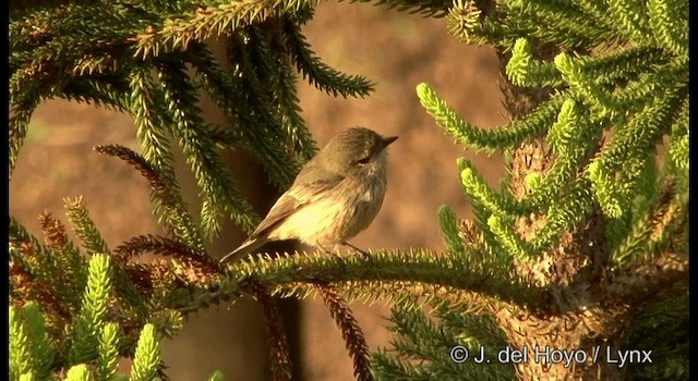 Rufous Whistler - ML201342261