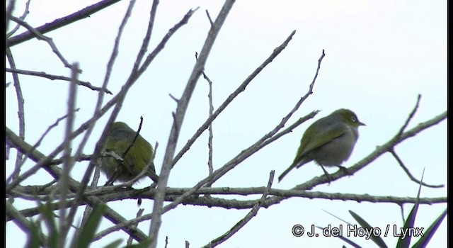 Green-backed White-eye - ML201342281