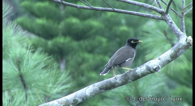 Common Myna - ML201342301