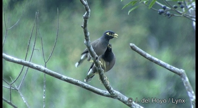 Common Myna - ML201342311