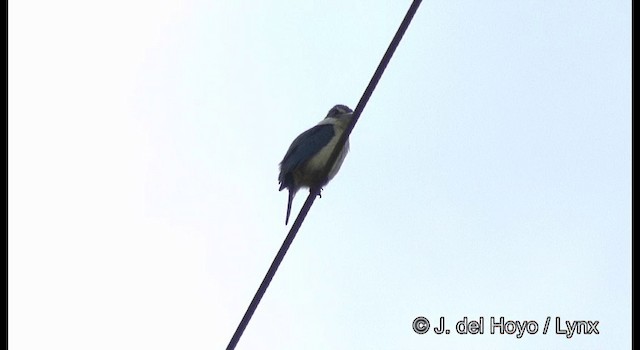 Sacred Kingfisher (New Caledonian) - ML201342341