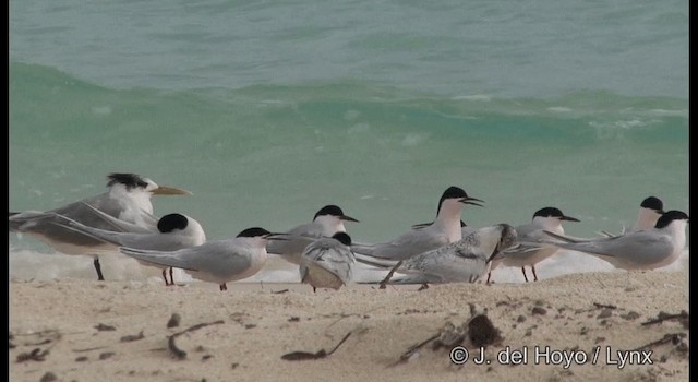 Roseate Tern - ML201342451