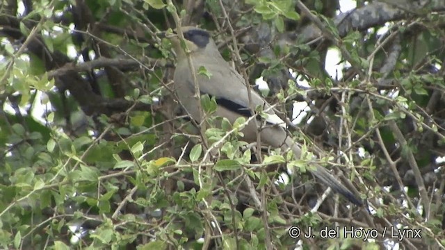 Hypocolius gris - ML201342591