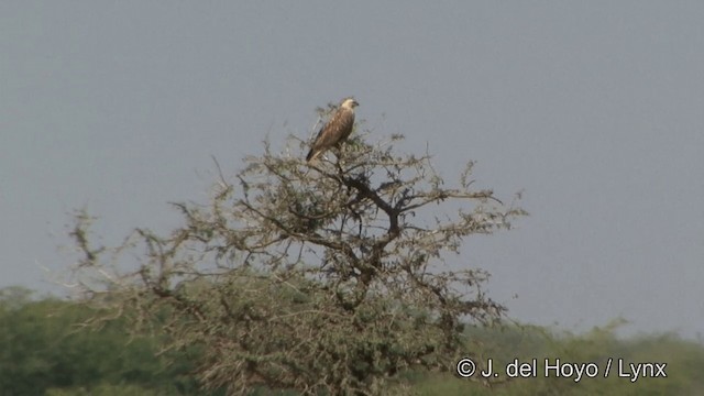Buse féroce (rufinus) - ML201342611
